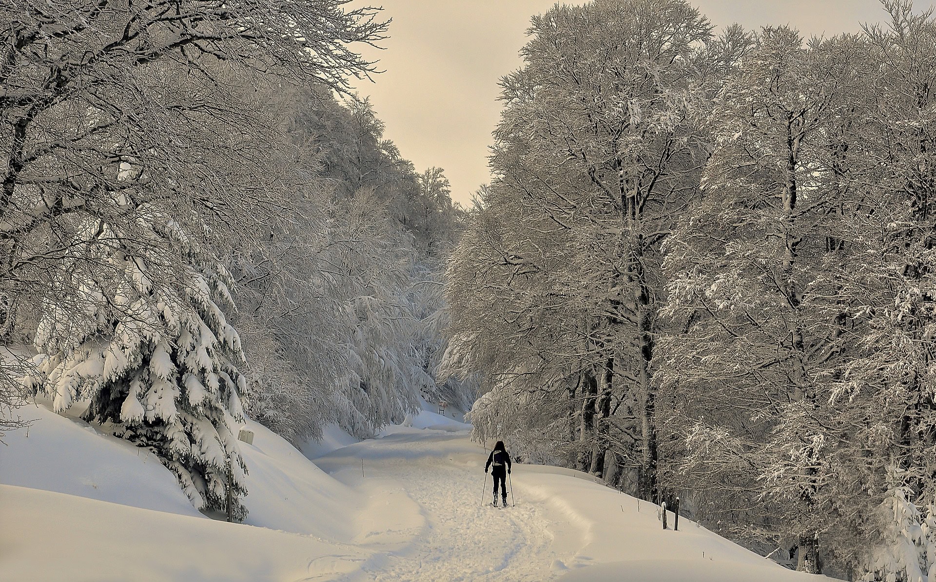 Pamplona - Spain - IRATI FOREST