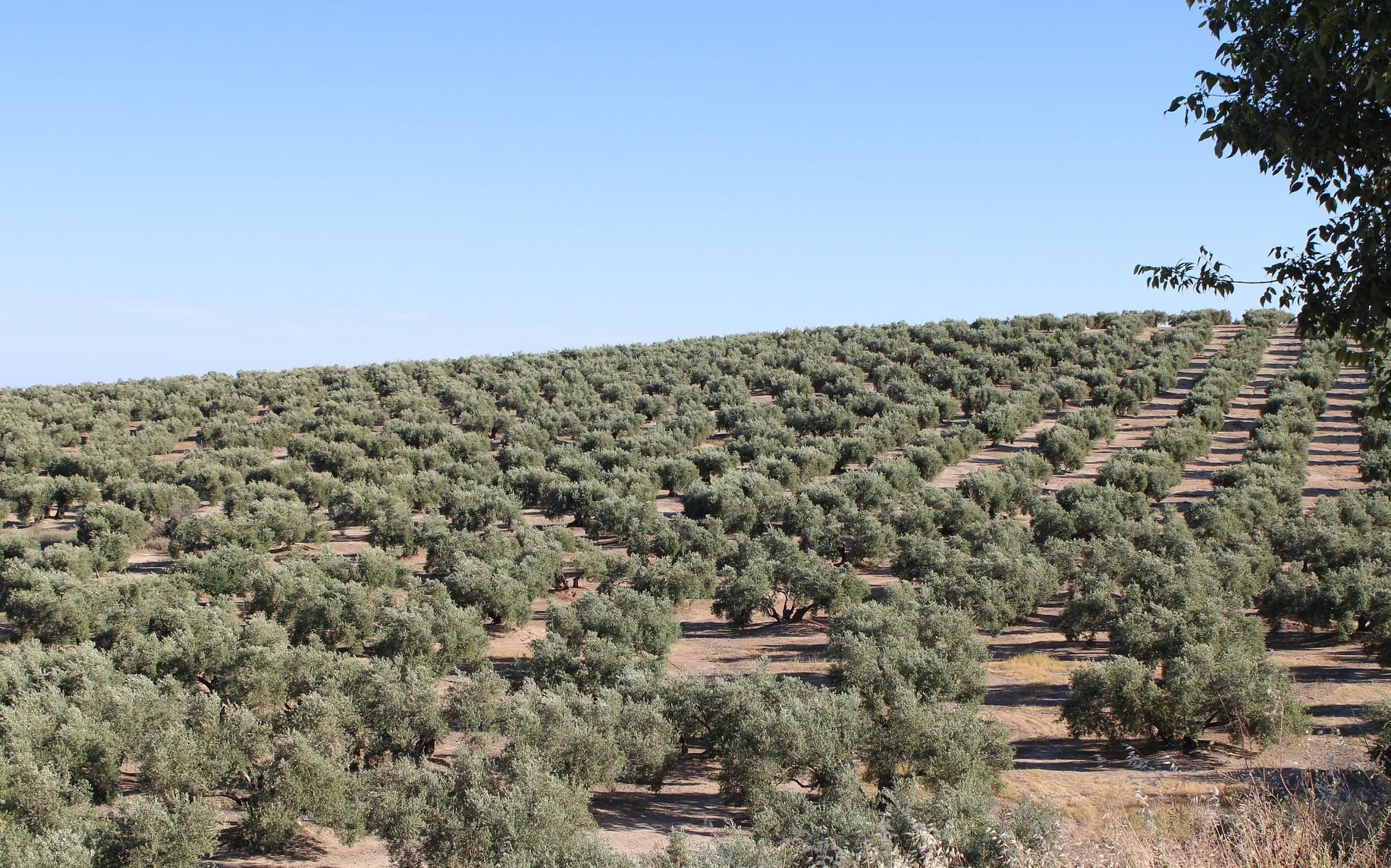 Jaen-Spain-Olive-trees-summer