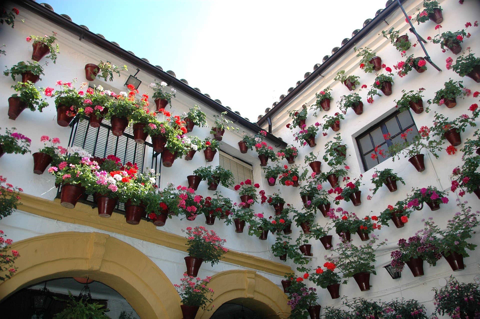 Cordoba-Spain-flower-ally