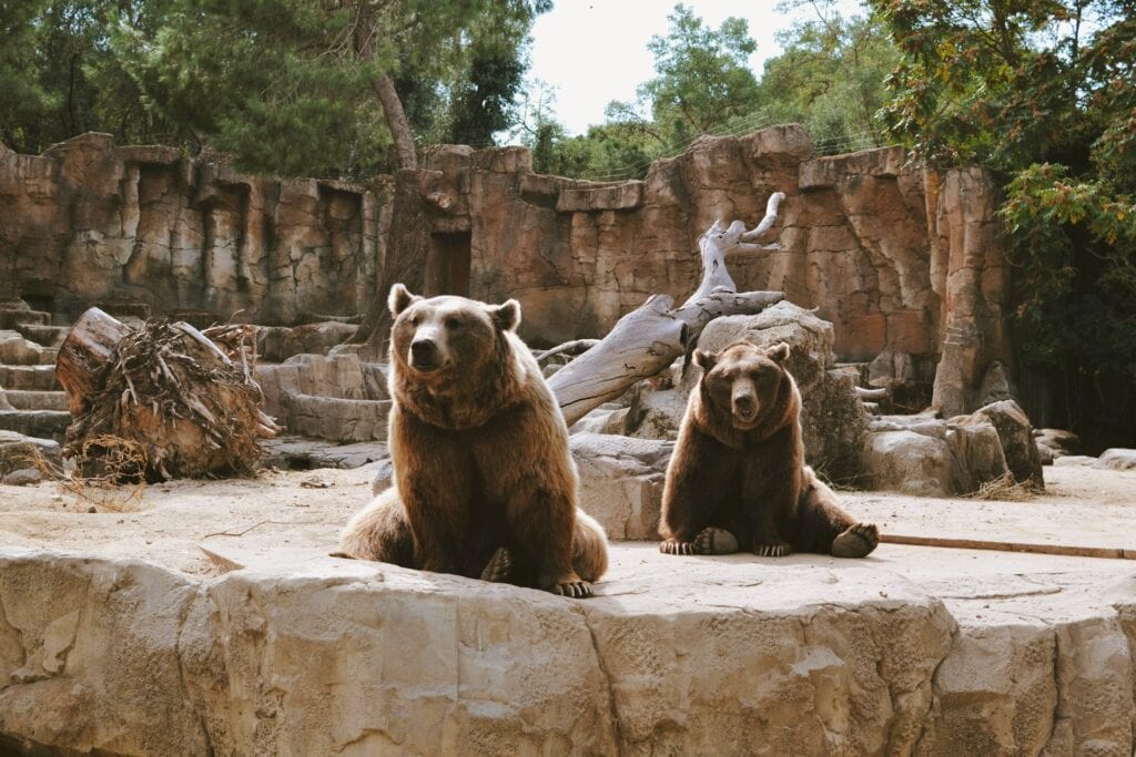 Madrid-Spain-ZOO-BEARS