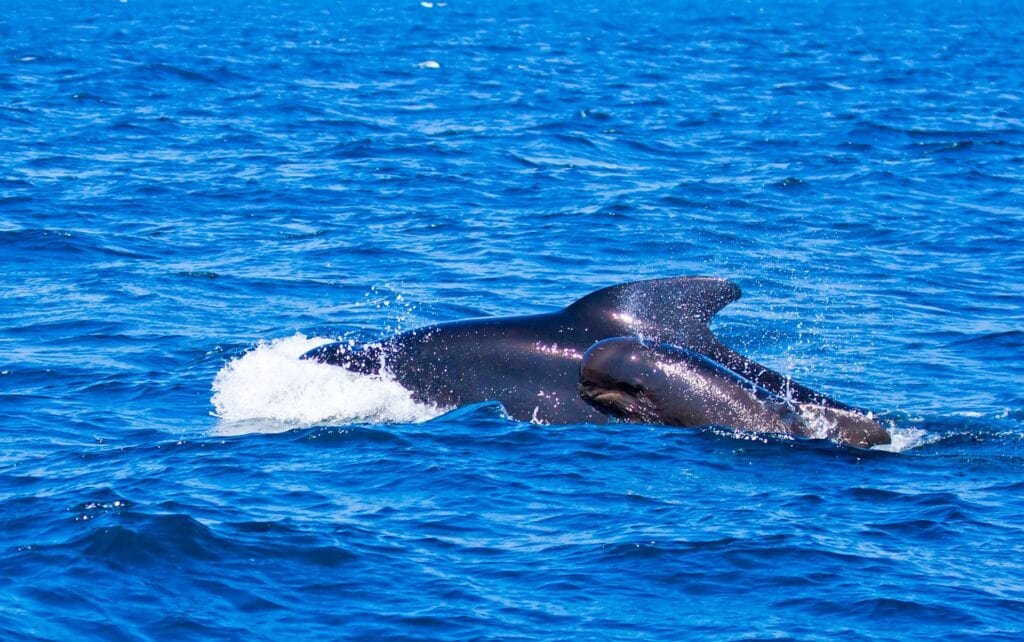 Gibraltar-DOLPHINS