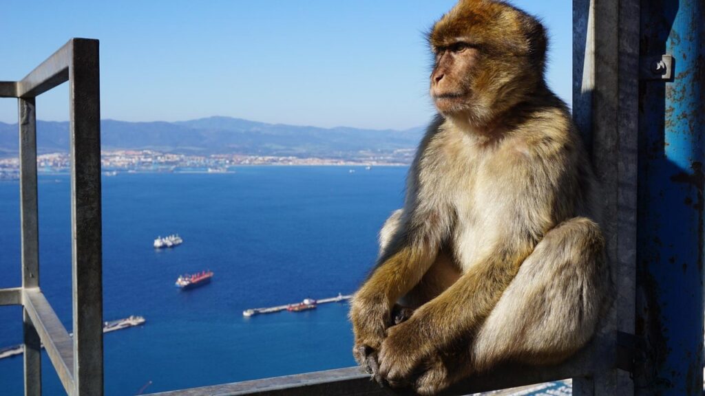 Gibraltar-monkey
