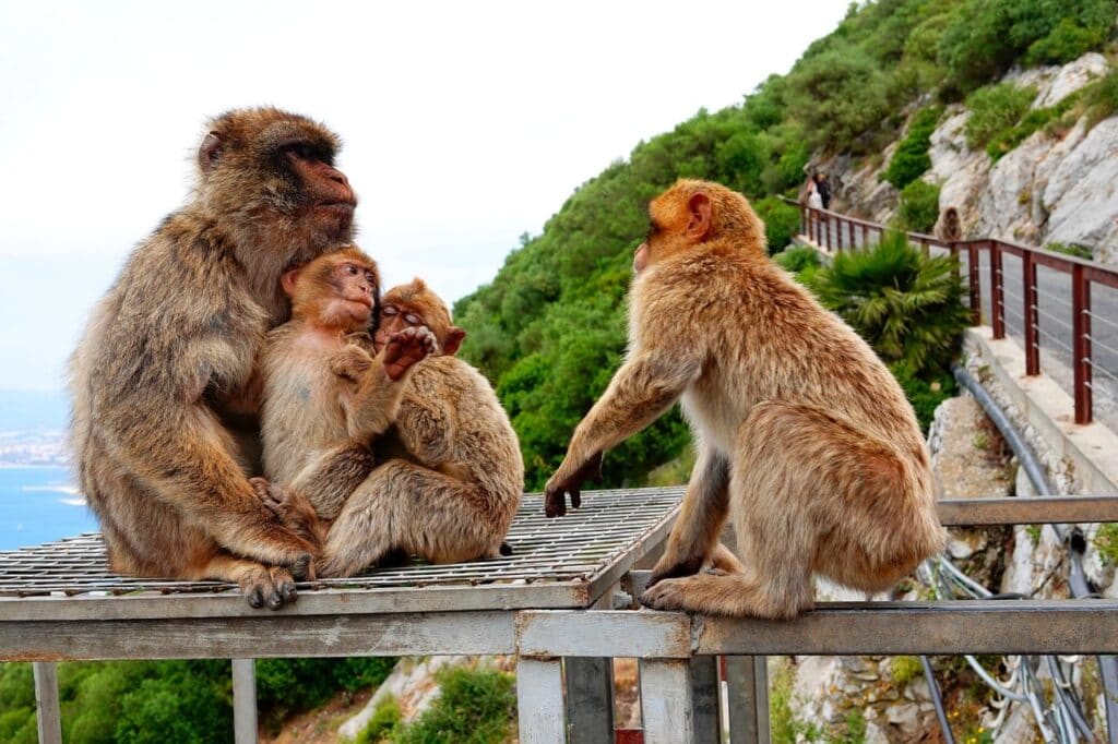 Gibraltar-monkey-family