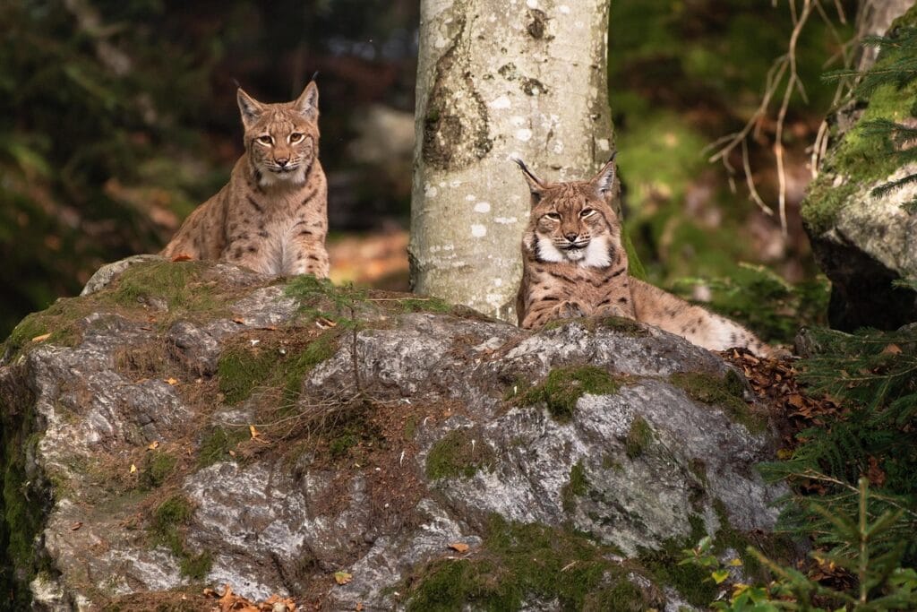 Jaen-Spain-spanish-lynx